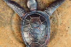 37.-Kalviskas-metalinis-vezliukas